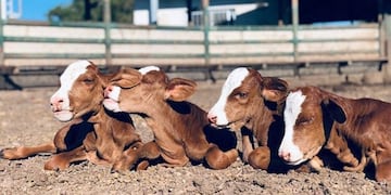 Terneras cuatrillizas idénticas en Salta\u002E (InfoCampo)