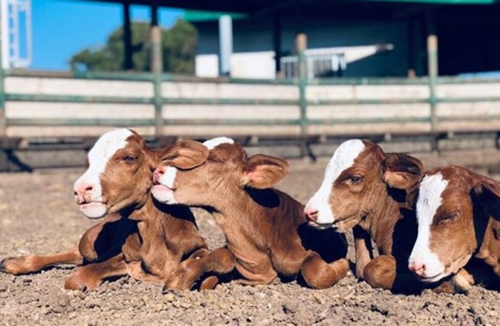 Increíble: una vaca parió cuatrillizas idénticas en Rosario de la Frontera