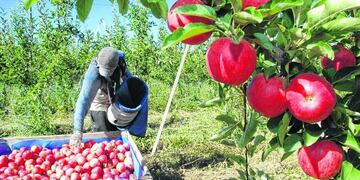 Productores frutícolas de Río Negro\u002E