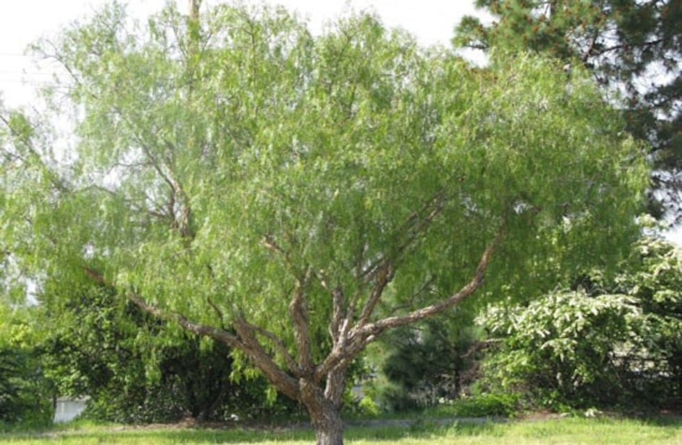 Aguaribay: los secretos detrás del "árbol mágico"