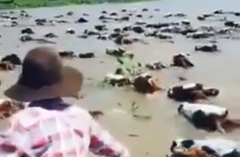Un video muestra el esfuerzo para evacuar el ganado de las islas ante la crecida del Paraná