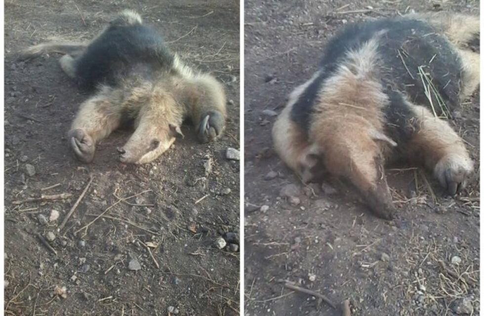 Indignación en Capilla del Monte: por desmonte mataron un oso melero, especie en extinción