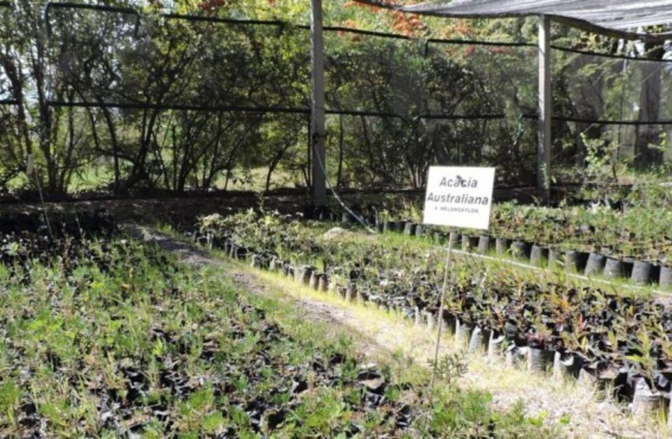 Habrá festejos por el cumpleaños del Vivero Forestal