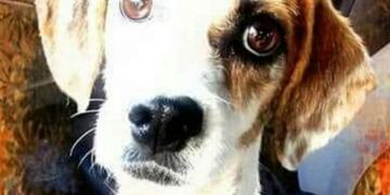 Convocan a una marcha por la perrita Mía