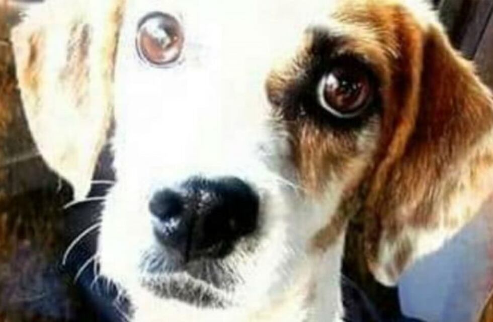 Proteccionistas convocan a una marcha por la perrita Mía