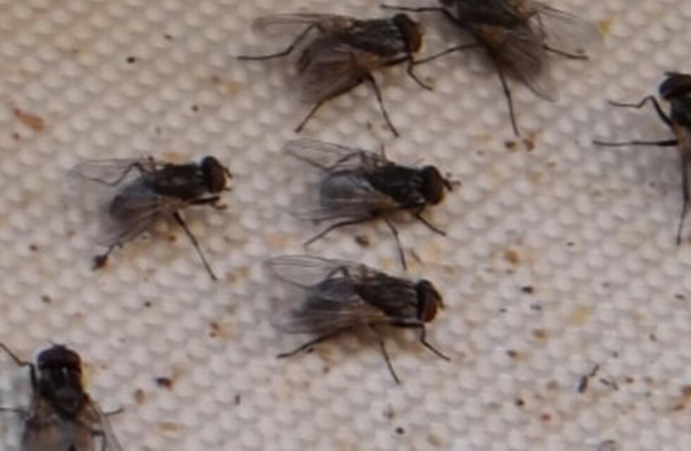 En Tucumán, aumentó considerablemente la cantidad de insectos