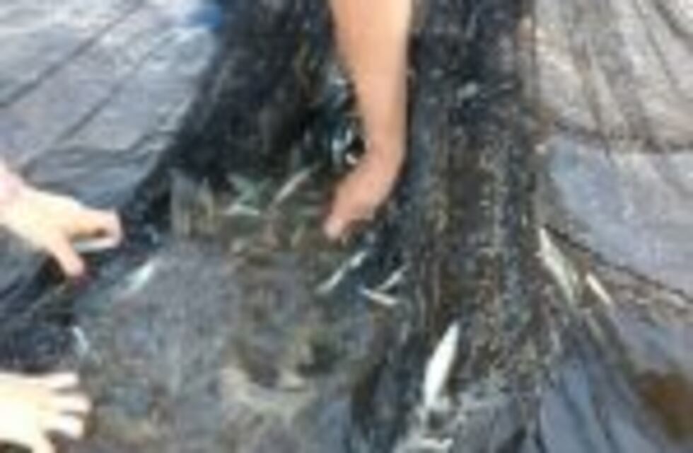 Córdoba "exporta" pejerreyes a La Rioja