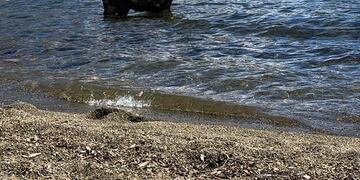 El verano en Santa Cruz a pura fiesta