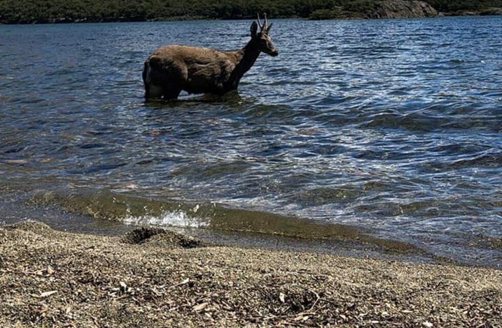 El verano en Santa Cruz a pura fiesta