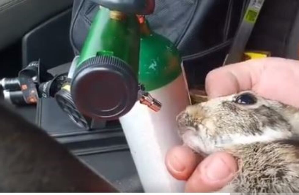 El emotivo video en donde un bombero voluntario reanima un conejo del monte
