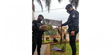 La policía recuperó seis de los siete loros robados\u002E