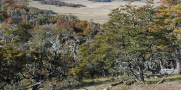 Bosques Tierra del Fuego