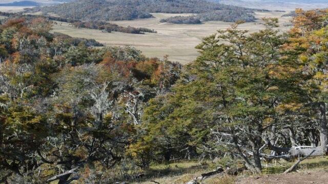 Bosques Tierra del Fuego