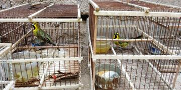 Incautaron aves en peligro de extinción en Maipú