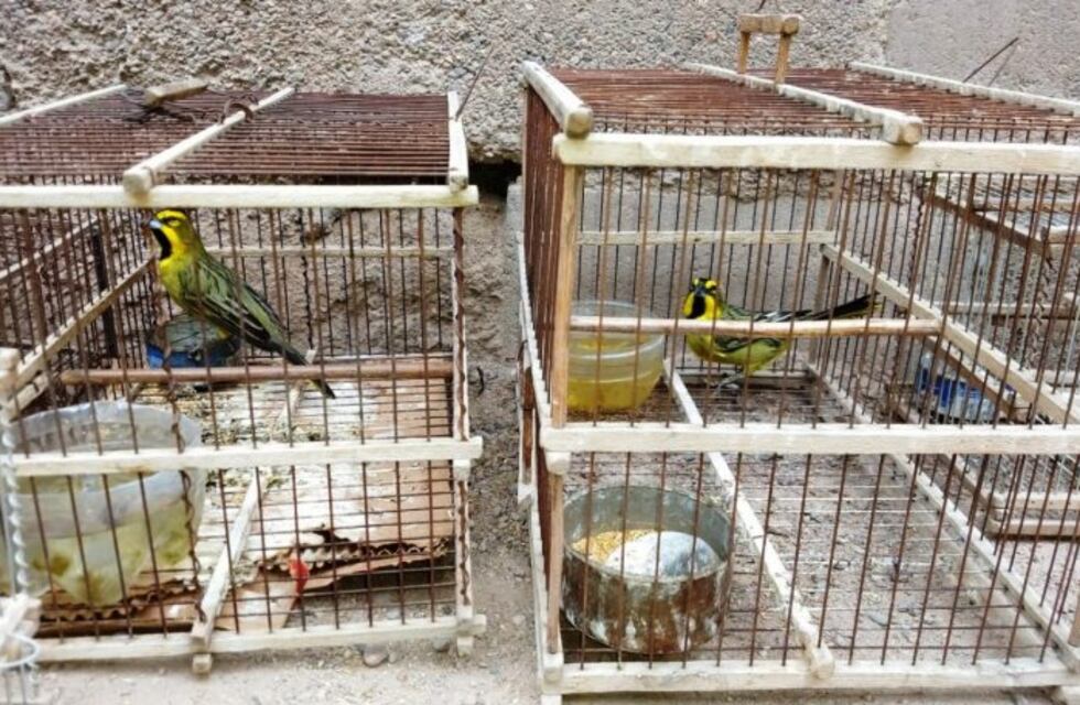Incautaron aves en peligro de extinción en Maipú