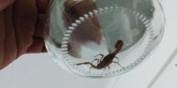 Alacrán en Palermo (Web)