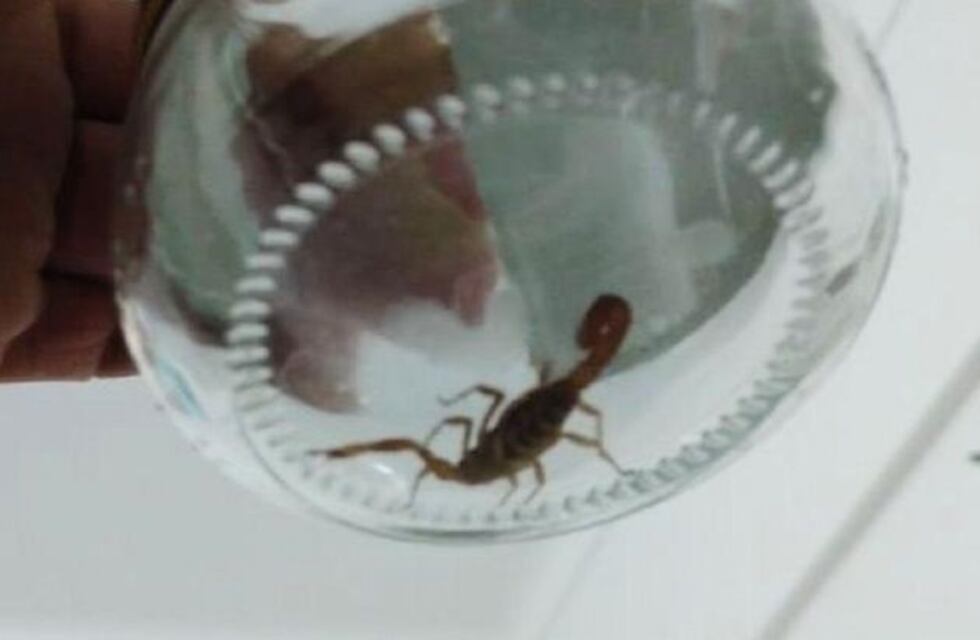Un ejemplar del alacrán más letal del país apareció en Palermo: recomendaciones para evitar picaduras