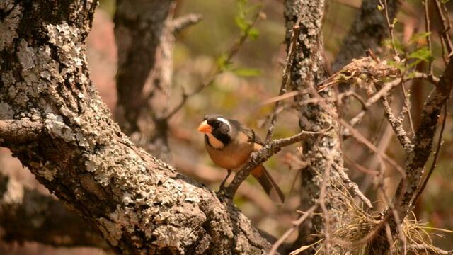Pepitero (Gonzalo Juncosa)