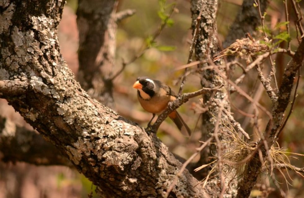 Salta lidera una vez más el ranking nacional de observación de aves