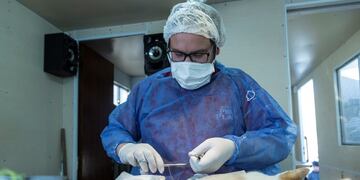 Nueva jornada de esterilización masiva felina y canina