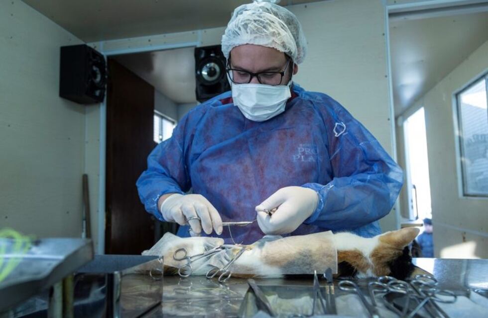 Nueva jornada de esterilización masiva felina y canina