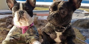 Los perritos robados