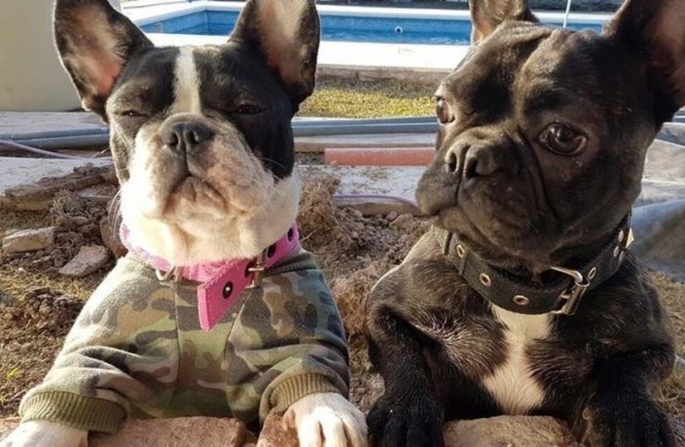 Les robaron cinco cachorros y lanzaron una campaña para recuperarlos