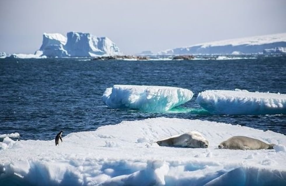 Argentina y Chile avanzan en la creación de un área marina protegida en la península Antártica