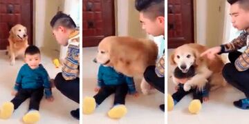 Un perro se vuelve viral por proteger a un niño del castigo de su papá