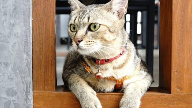 Desafío viral: encontrar gatos con collar (Web)