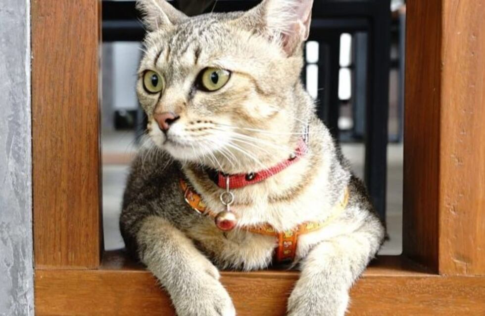 Un nuevo reto visual inunda las redes y se trata de encontrar los gatos con collar ocultos