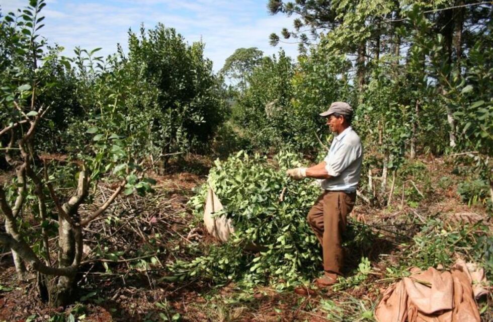 Ya se abona el refuerzo intercosecha a los tareferos de Montecarlo