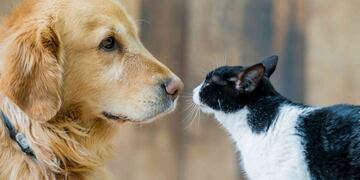 Campaña de vacunación