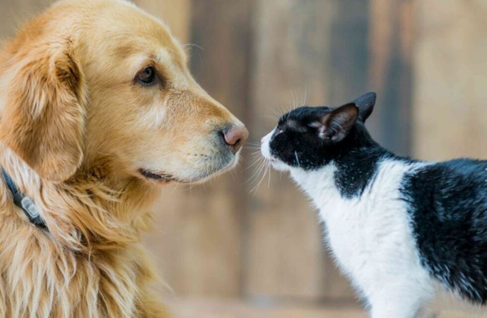 Prevención: Continúa la Campaña gratuita de Vacunación Antirrábica 2019