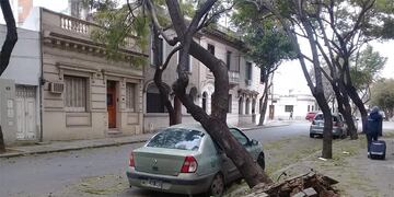 Caída de árbol sobre un auto en Ayacucho al 1300