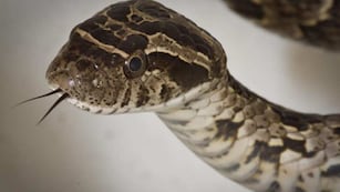 La madre grabó el encuentro para la posteridad, pero las cosas no resultaron como lo pensaron.