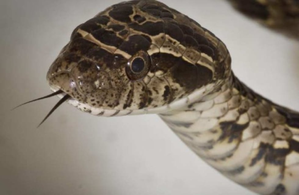 De terror: un niño de Córdoba vio una víbora por primera vez en su vida y su reacción se volvió viral