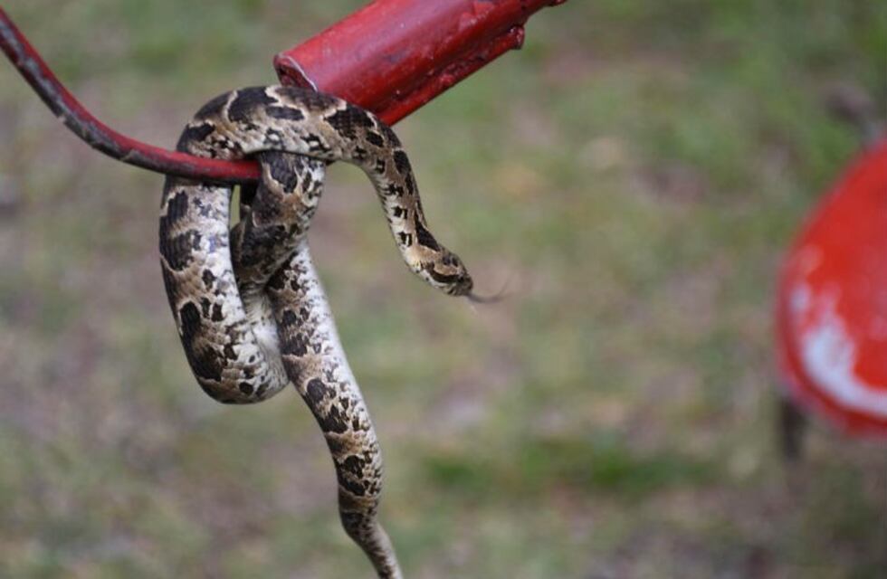 Liberan cinco serpientes en el Parque General San Martín de Córdoba