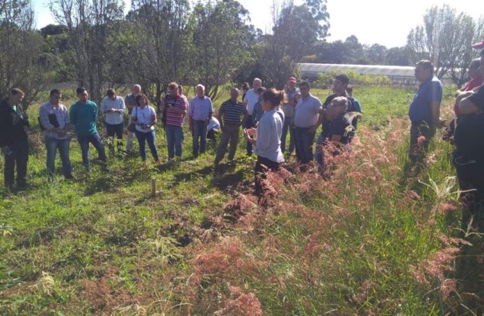 IFAI e INTA capacitan a colonos para mejorar el cultivo de mandioca