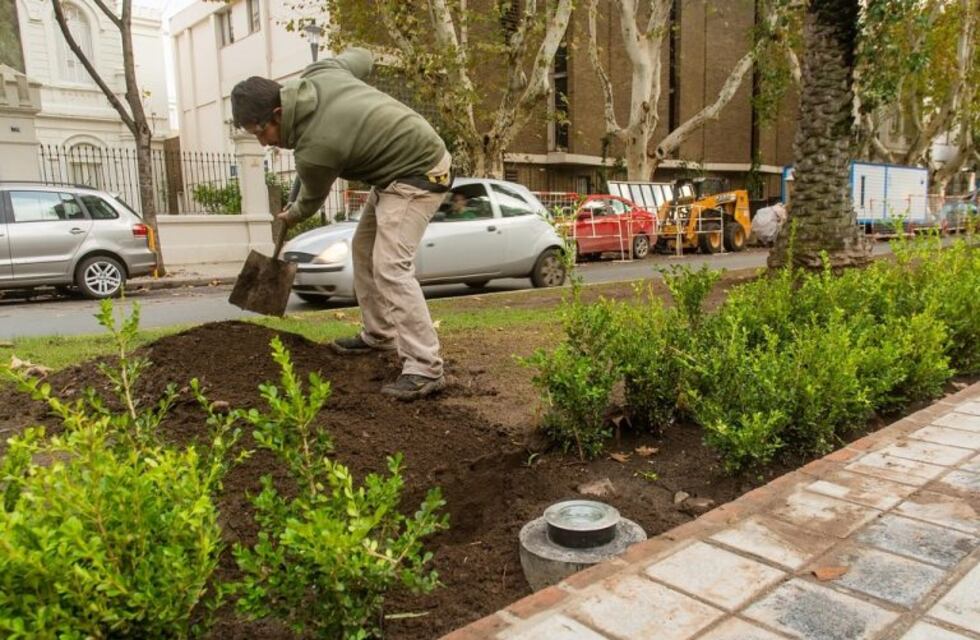Grupo de jóvenes se filmó destrozando plantines de bulevar Oroño