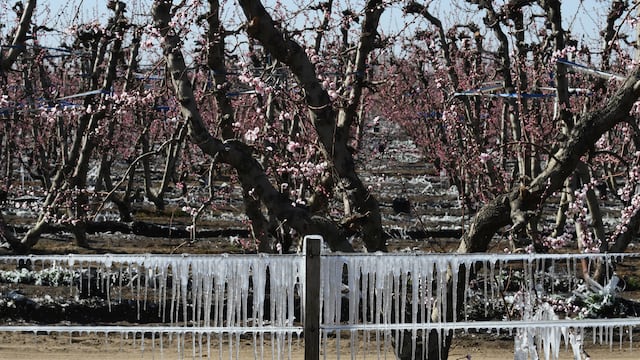 A raíz de la ola de frio polar y las bajas temperaturas, las heladas tardías hacen daño en fincas de frutales, en especial duraznos y frutas de carozo