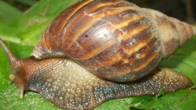 hallan dos caracoles africanos gigantes una especie peligrosa para las personas