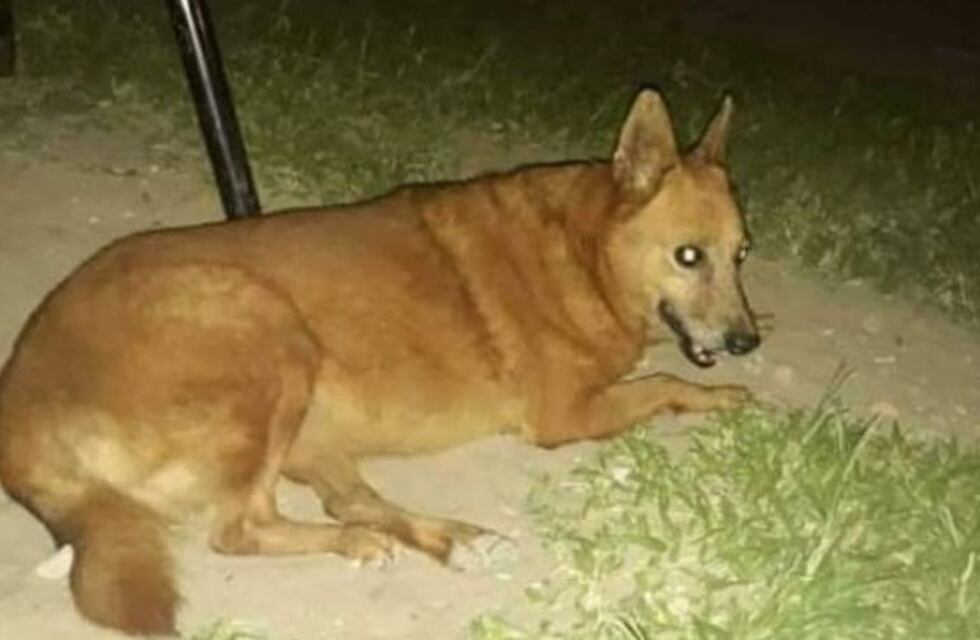 Se robó una perra en Corrientes, la violó en reiteradas oportunidad y la mató: “La encontramos en la basura”