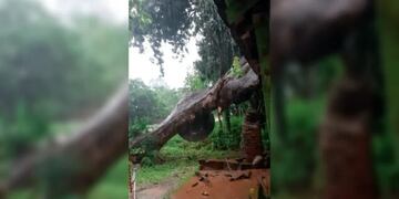 Por la feroz tormenta, un árbol cayó sobre una vivienda.