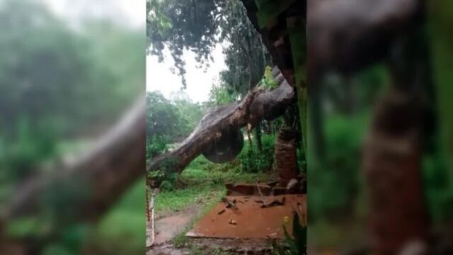 Por la feroz tormenta, un árbol cayó sobre una vivienda.