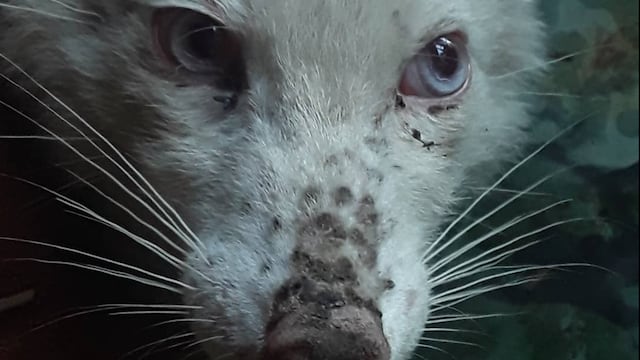 Apareció un zorro albino en Tandil