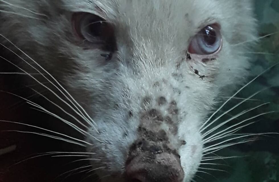 Impactante hallazgo en Tandil: encontraron un zorro albino