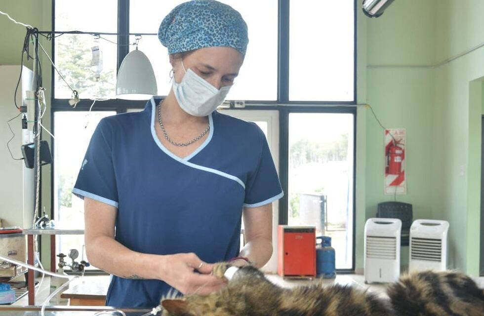 Ushuaia: la municipalidad realizó una jornada de castración masiva en el SUM del KyD