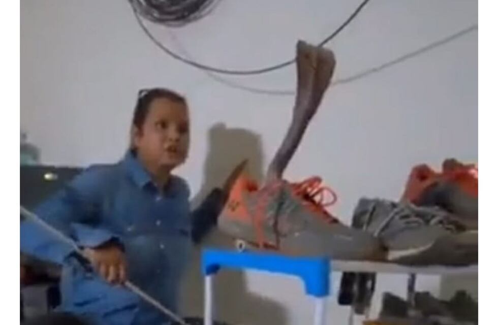 El video viral de una mujer que quiso usar un zapato y se llevó una sorpresa “venenosa”: encontró una serpiente