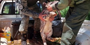 Mado: salvaron a una cría de tapir que era acechada por cazadores.